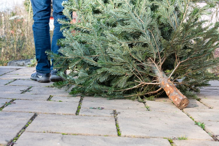 Disposing Christmas Tree 